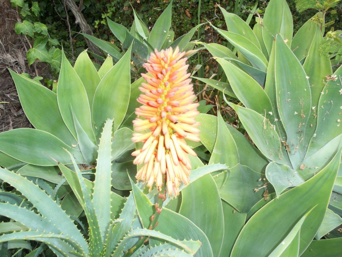 לוס יאנוס דה אריאדנה Casa Flores מראה חיצוני תמונה