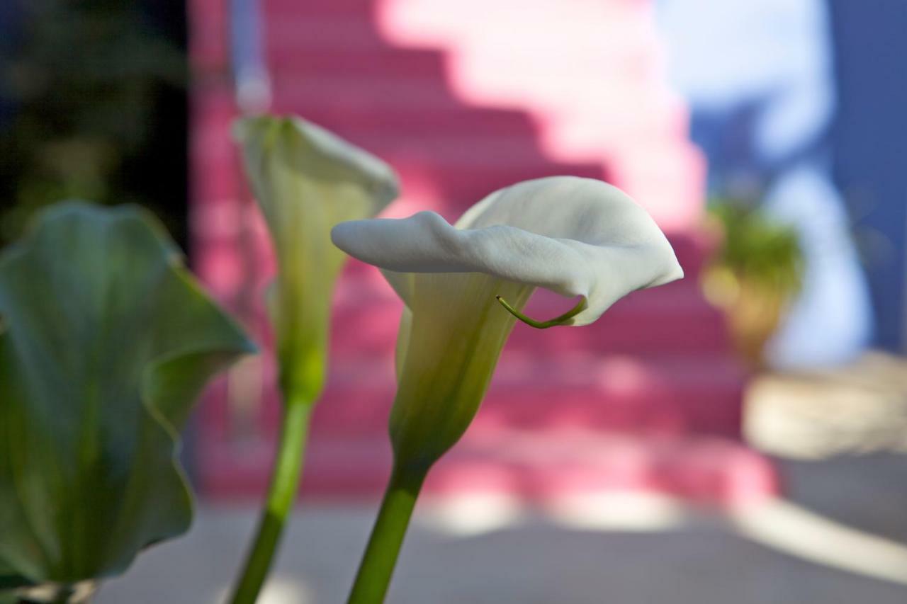 לוס יאנוס דה אריאדנה Casa Flores מראה חיצוני תמונה